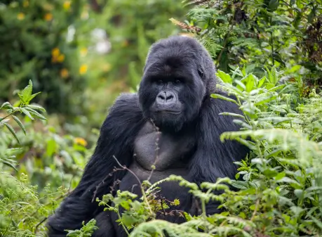 Rwanda Wildlife Adventure
