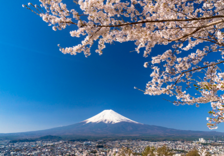 Sakura Japan