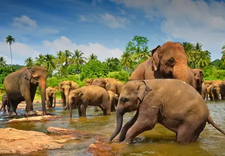 Scenic Sri Lanka