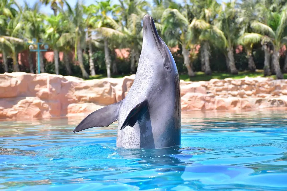 Dolphin Bay at Aquaventure World