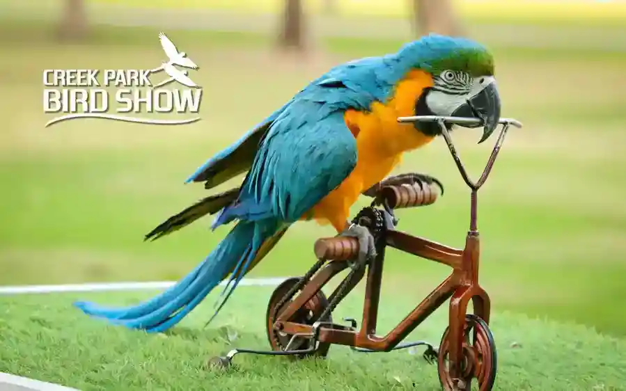 Bird Show Creek Park Dubai