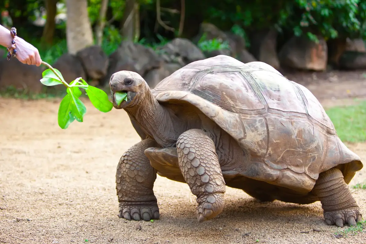 Seychelles giant tortoise