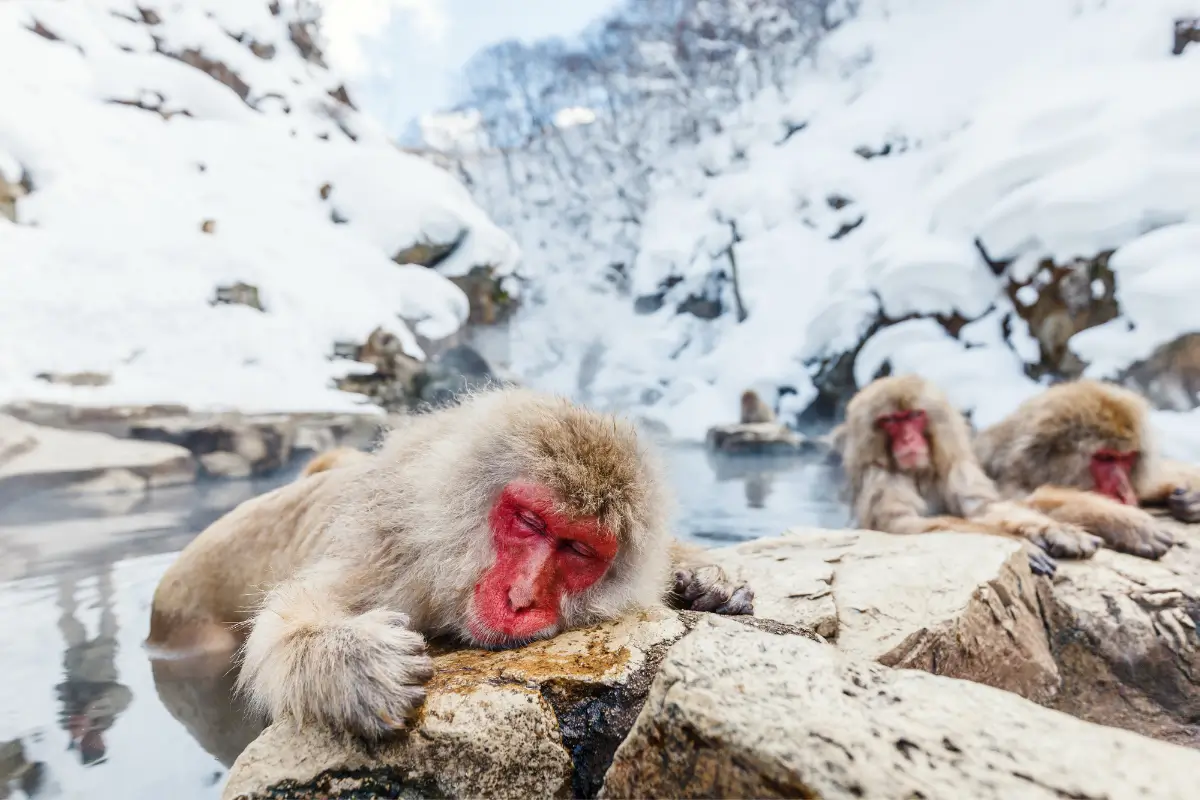 Snow Monkeys in the Hot Springs – Japan