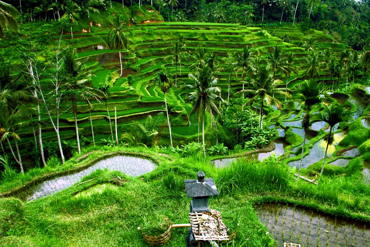 Bali_nature