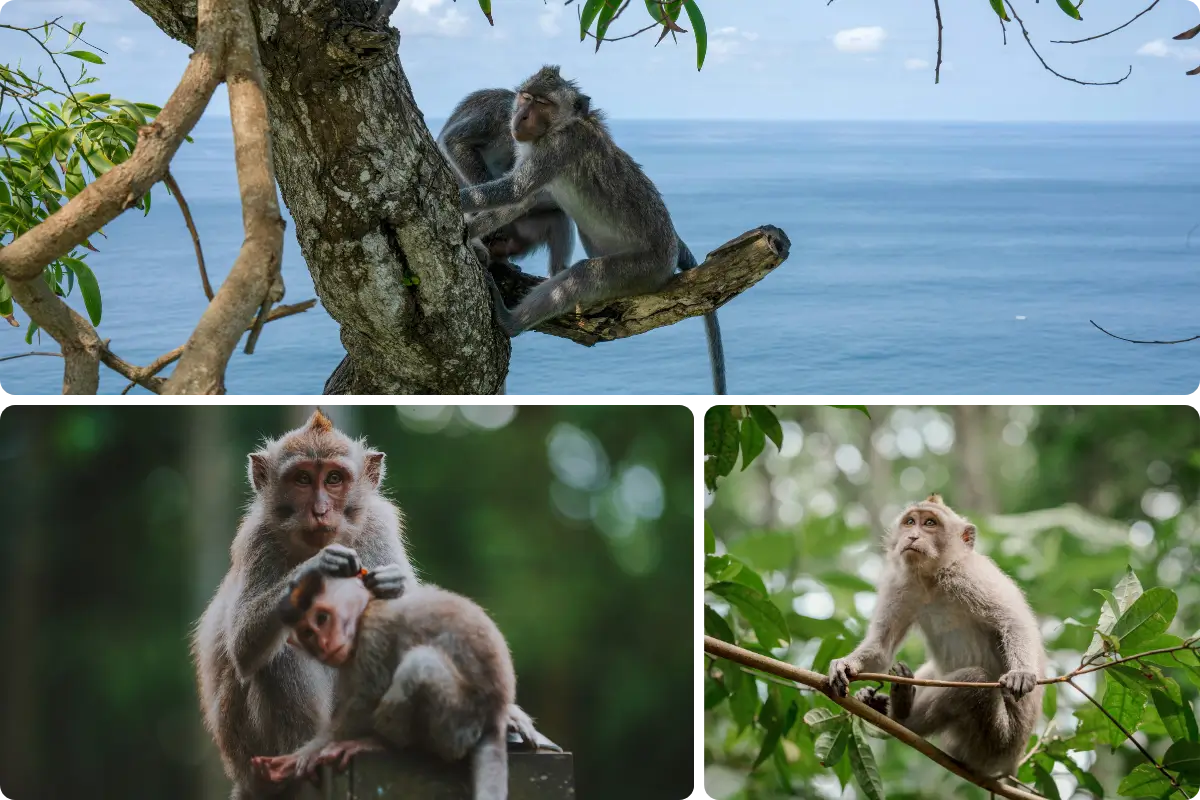 Meet the Monkeys in Ubud