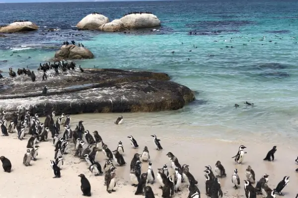 south africa penguins