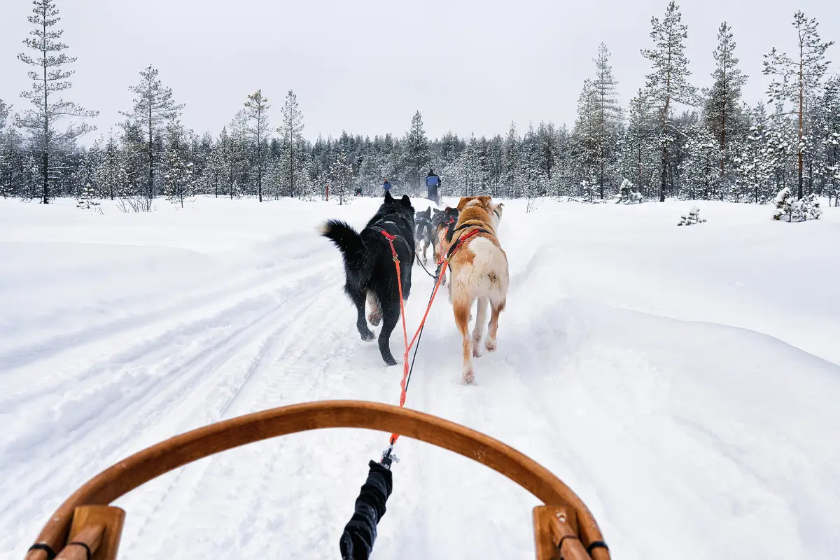 Reindeer & Husky Sledge Rides