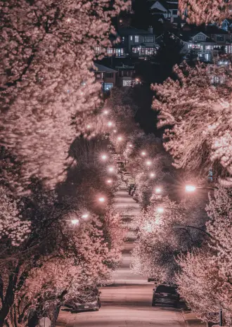 Image 97: A Guide to Visiting Japan During the Cherry Blossom Season
