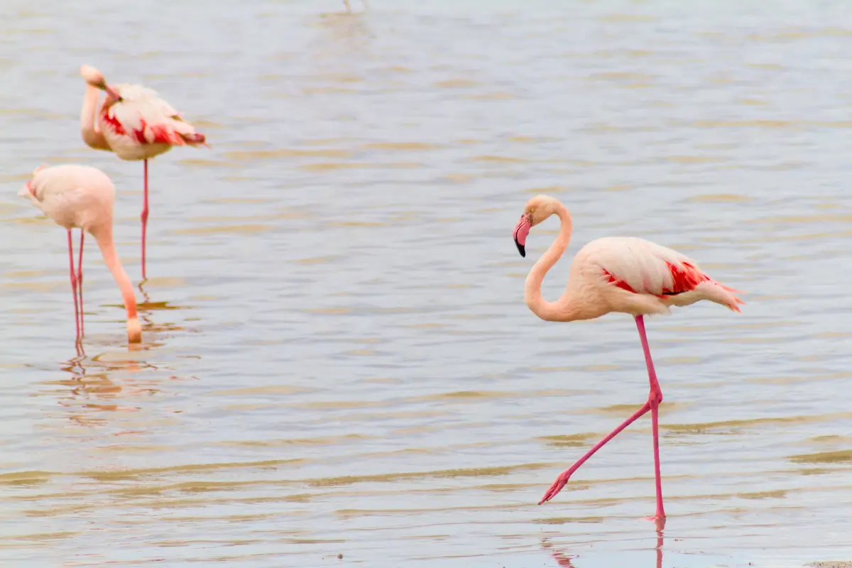Larnaca Salt Lake