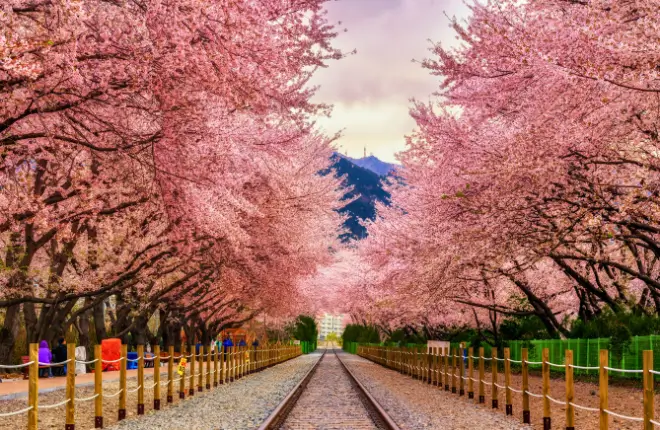 Korea Cheery Blossom Season