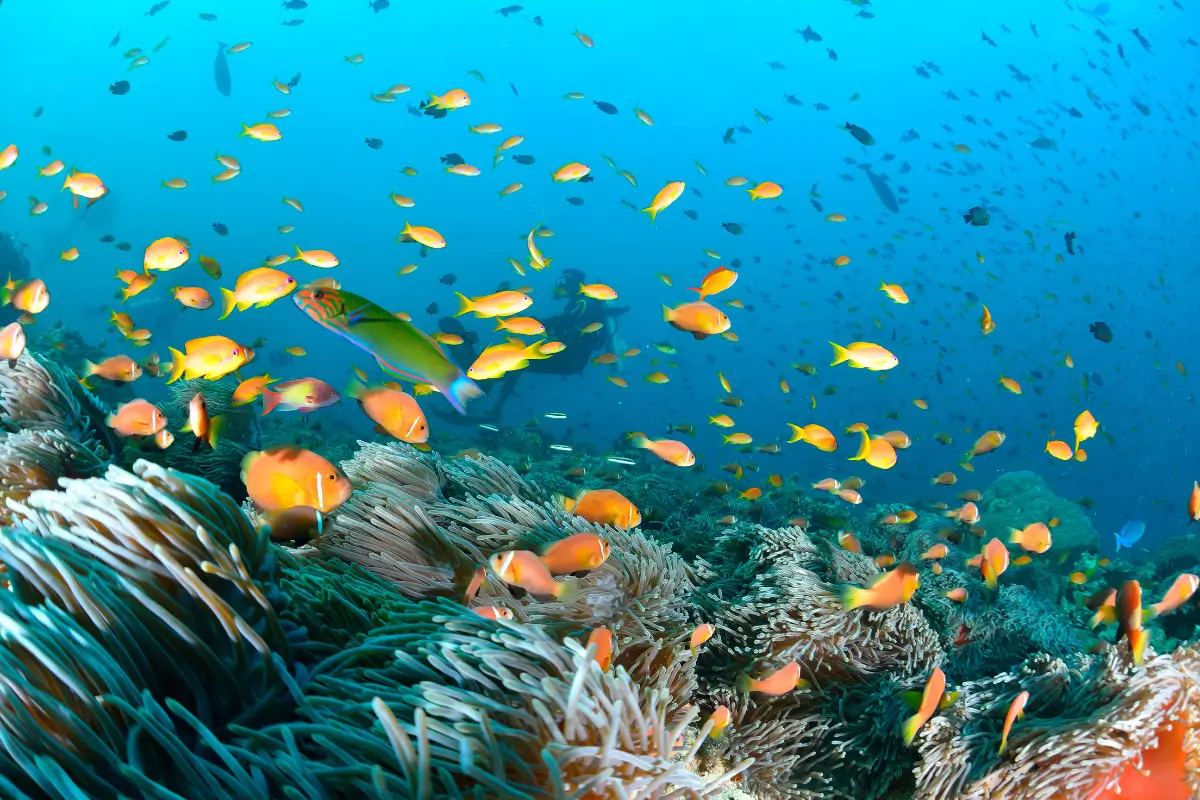 Go Snorkeling With Colorful Marine Life