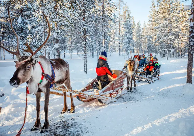 Reindeer Safari