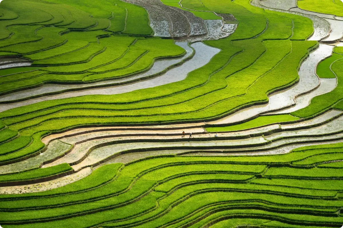 Explore Ubud’s Green Rice Terraces