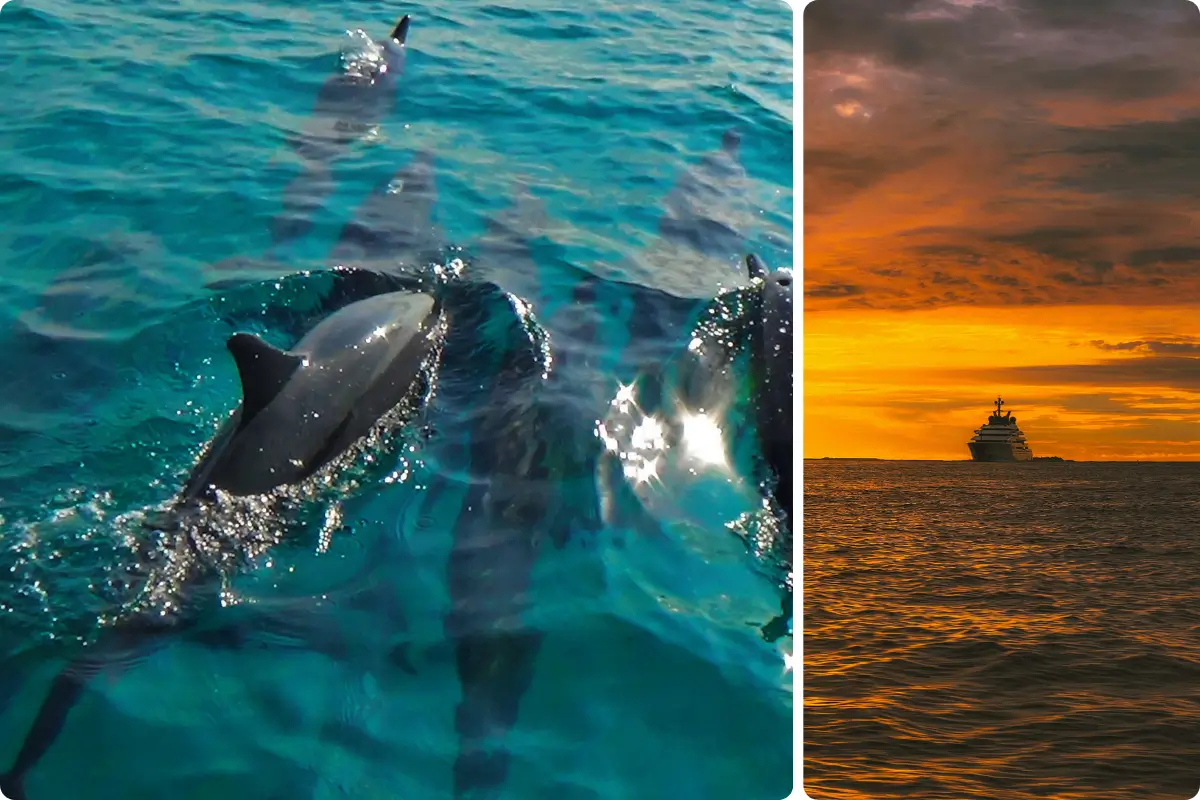 Set Sail for a Sunset Cruise with Wild Dolphins