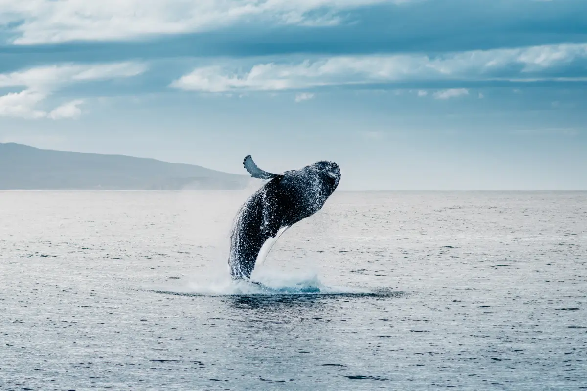 Whale Watching 