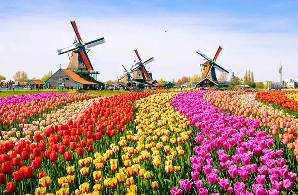 Tulip Fields