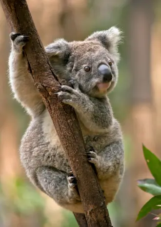 10 Unforgettable Experiences You Can Only Have in Australia