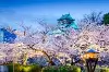 Beautiful cherry blossoms of Japan