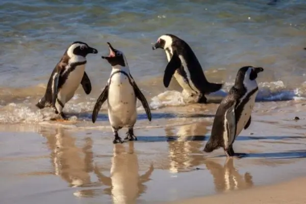 south africa penguins