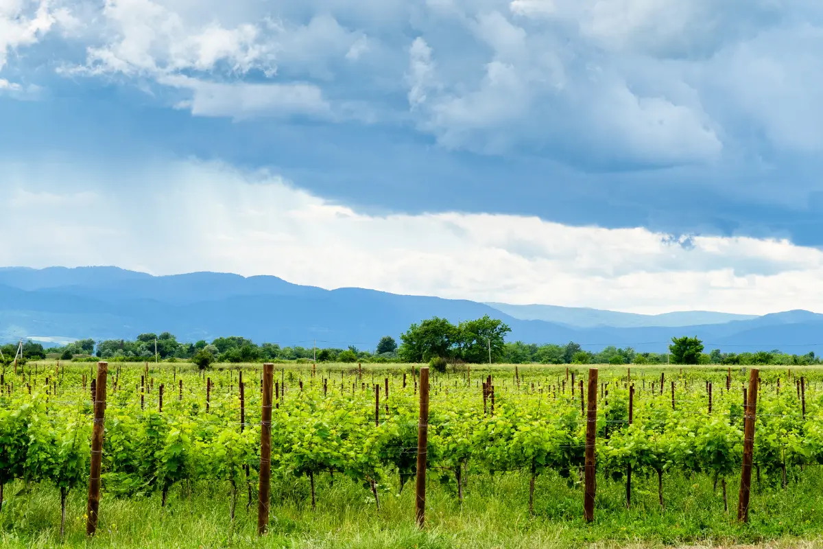 Kakheti Wine Region