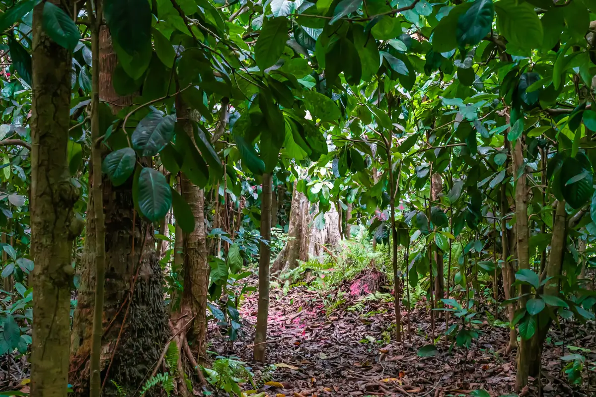 Jozani Forest & Red Colobus Monkey Sanctuary