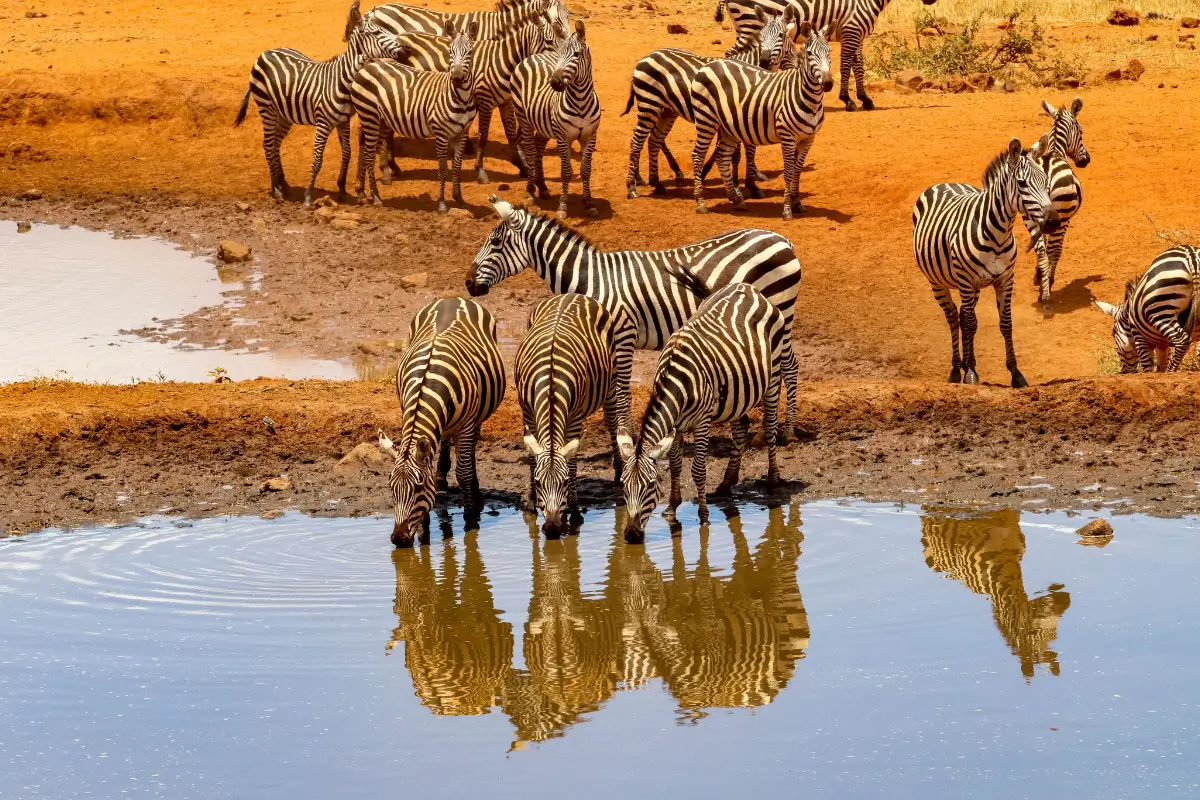 Kenya Fun Facts