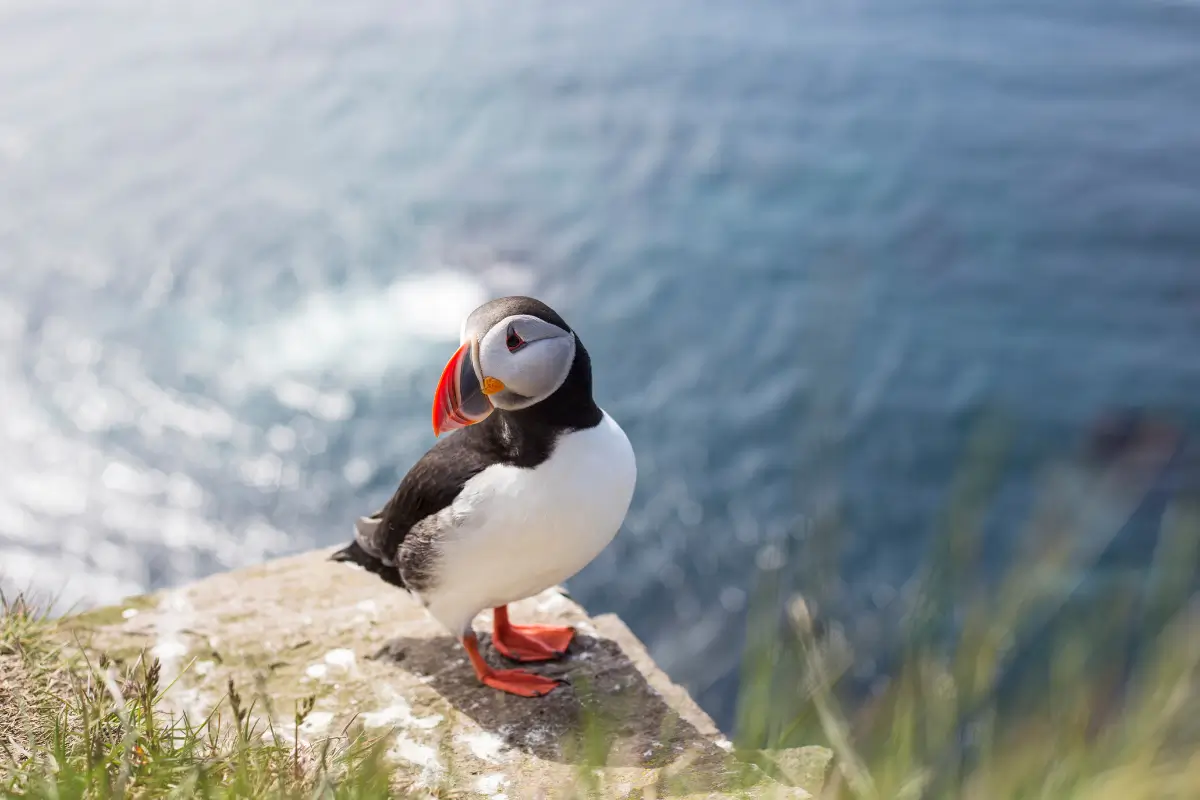 The Puffin