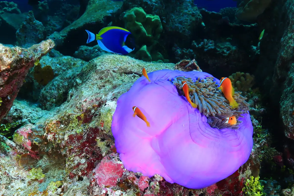 Explore World Class Diving Spots