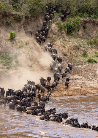 Why Kenya’s Great Migration Tops Every Bucket List