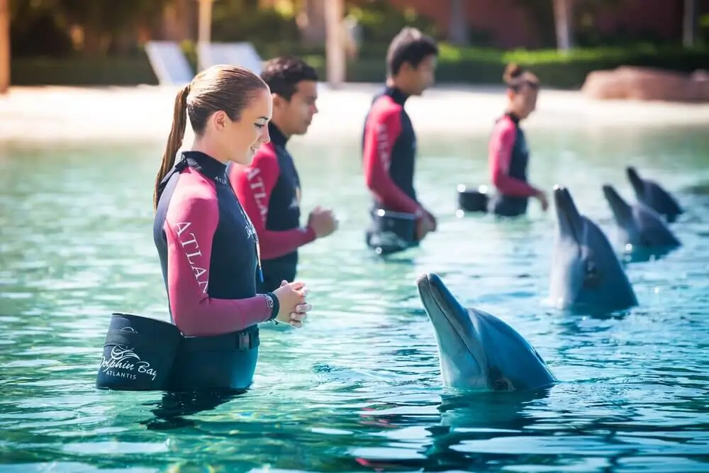 Aquaventure Day Pass + Dolphin Discovery Presentation