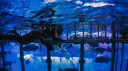 Dubai Aquarium & Underwater Zoo Cage Snorkelling
