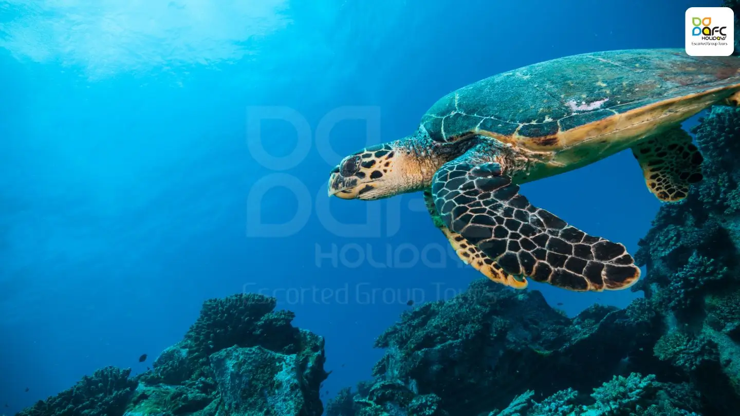 Travelers on Seychelles Tour Packages from Dubai