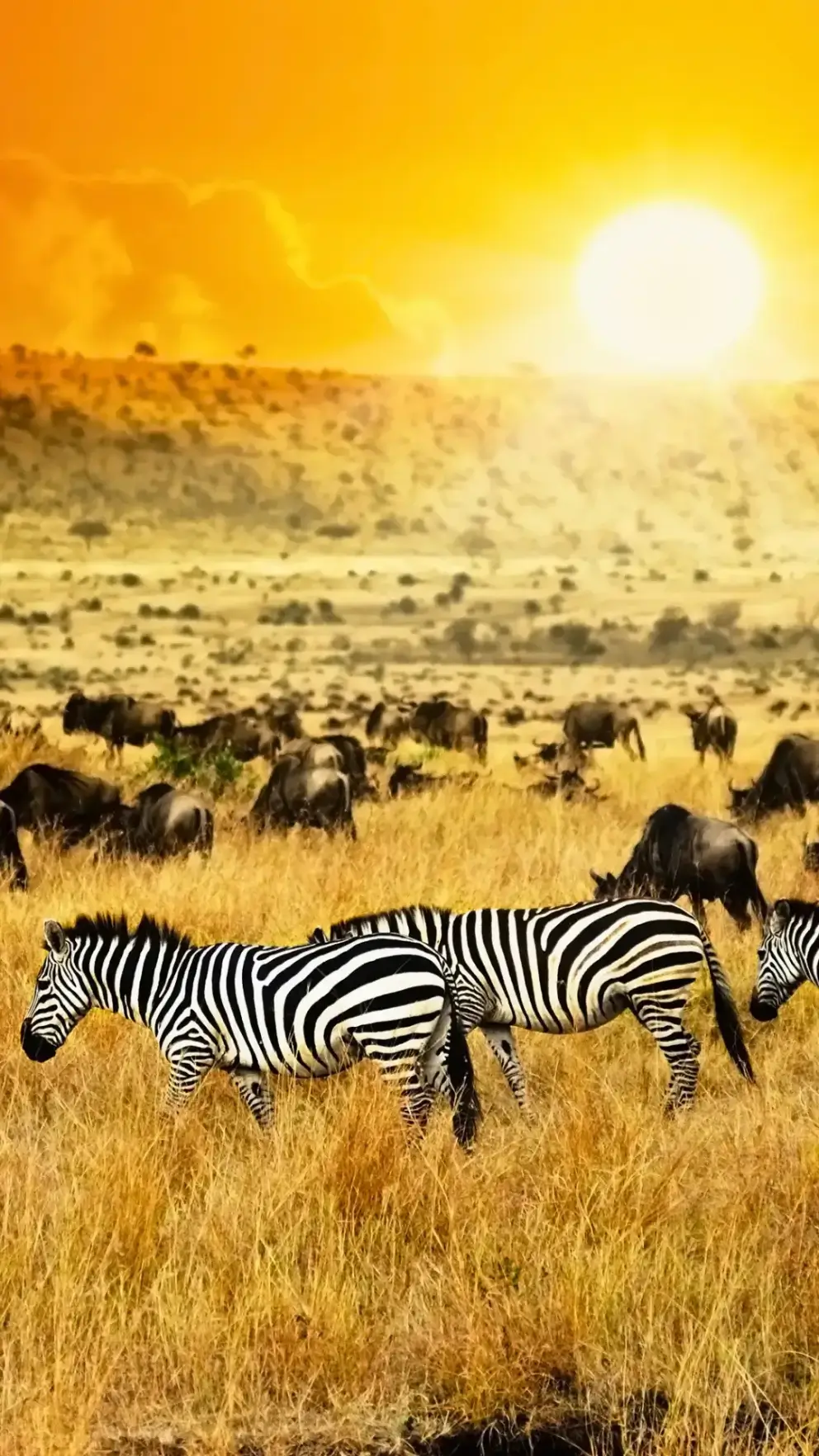 Safari in Kenya